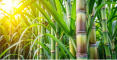 sugarcan images
